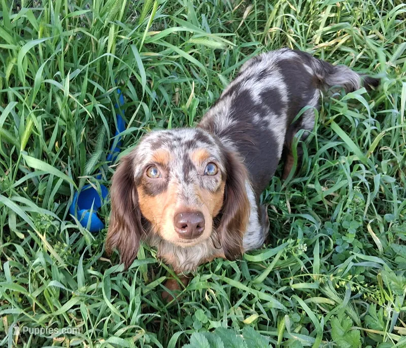 Cookie – Miniature Dachshund puppy for sale in Canyon Lake, CA