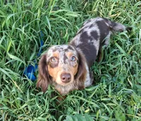 Cookie, a female Miniature Dachshund for sale in Canyon Lake, CA – Photo 1 of 6