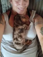 Cookie, a female Miniature Dachshund for sale in Canyon Lake, CA – Photo 3 of 6