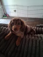 Cookie, a female Miniature Dachshund for sale in Canyon Lake, CA – Photo 5 of 6