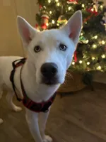 processed/ac1725a6-7976-4688-8cf0-a20ba947e842/listing/038a201f-e274-4bd6-9e9c-449401960b6a/66f2b808-6020-459b-862d-ce3b2a88c9dd