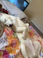 processed/ac1725a6-7976-4688-8cf0-a20ba947e842/listing/038a201f-e274-4bd6-9e9c-449401960b6a/a1f445b1-313f-4d27-946d-7b0d5941c50d