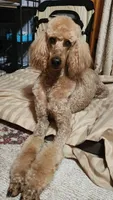 Aza, a female Poodle - Standard  for sale in Spartanburg, SC – 4 of 8