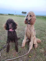 Blue, a male Poodle - Standard  for sale in Spartanburg, SC – 7 of 9