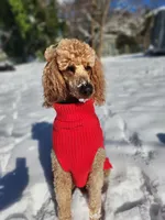 Blue, a male Poodle - Standard  for sale in Spartanburg, SC – 8 of 9