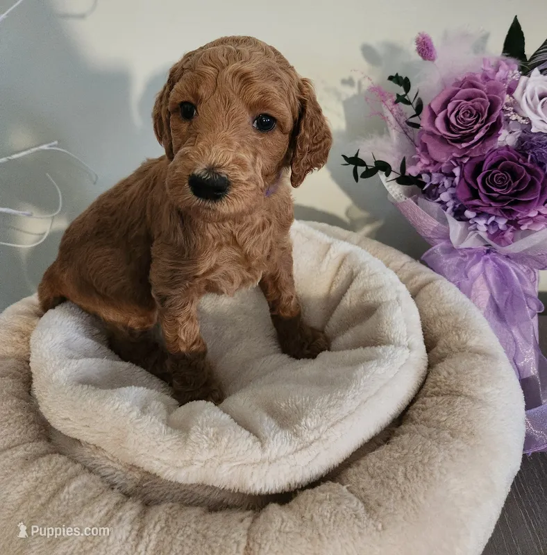 Sasha – Poodle - Standard  puppy for sale in Spartanburg, SC