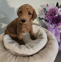 Sasha, a female Poodle - Standard  for sale in Spartanburg, SC – 1 of 7