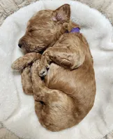 Sasha, a female Poodle - Standard  for sale in Spartanburg, SC – 4 of 7