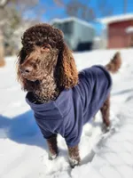Fiona, a female Poodle - Standard  for sale in Spartanburg, SC – 7 of 7