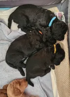 Blue, a male Poodle - Standard  for sale in Spartanburg, SC – 5 of 9
