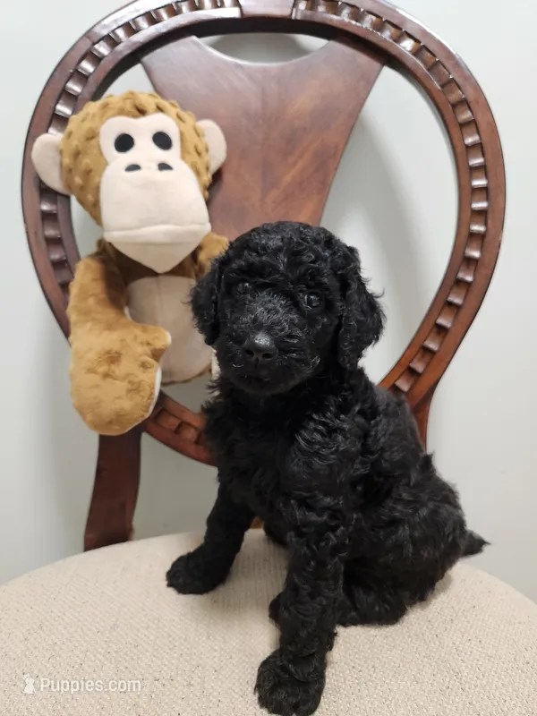 Blue – Poodle - Standard  puppy for sale in Spartanburg, SC