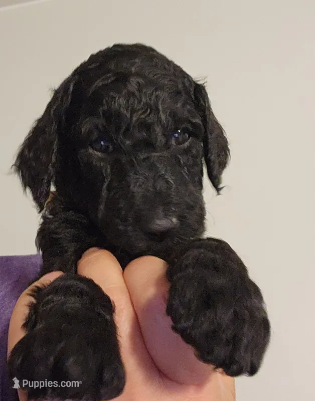 Baer – Poodle - Standard  puppy for sale in Spartanburg, SC