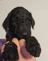 Baer, a male Poodle - Standard  for sale in Spartanburg, SC – 1 of 8