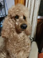 Aza, a female Poodle - Standard  for sale in Spartanburg, SC – 6 of 8
