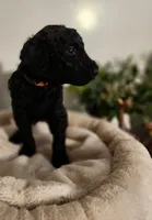 Aza, a female Poodle - Standard  for sale in Spartanburg, SC – 3 of 8