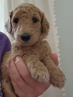 Baby, a female Poodle - Standard  for sale in Spartanburg, SC – 2 of 10