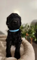 Blue, a male Poodle - Standard  for sale in Spartanburg, SC – 4 of 9