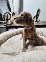 Fiona, a female Poodle - Standard  for sale in Spartanburg, SC – 3 of 7