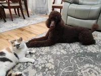 Baer, a male Poodle - Standard  for sale in Spartanburg, SC – 5 of 8