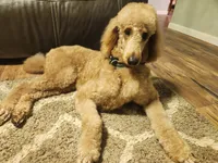 Sasha, a female Poodle - Standard  for sale in Spartanburg, SC – 5 of 7
