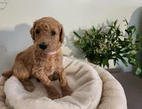 Baby, a female Poodle - Standard  for sale in Spartanburg, SC – 3 of 10