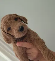 Sasha, a female Poodle - Standard  for sale in Spartanburg, SC – 3 of 7