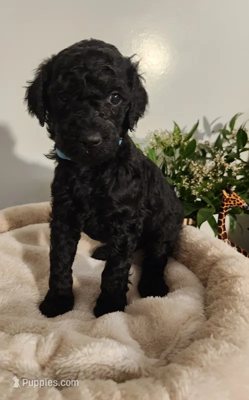 Blue – Poodle - Standard  puppy for sale in Spartanburg, SC
