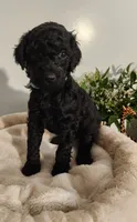 Blue, a male Poodle - Standard  for sale in Spartanburg, SC – 1 of 9