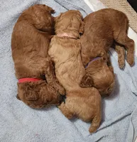 Baby, a female Poodle - Standard  for sale in Spartanburg, SC – 9 of 10