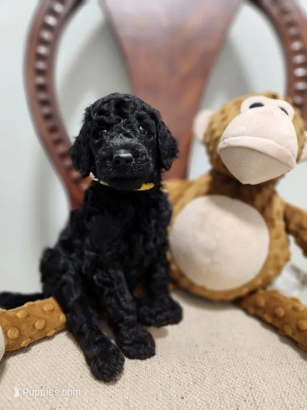 Baer – Poodle - Standard  puppy on hold in Spartanburg, SC