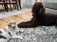 Baby, a female Poodle - Standard  for sale in Spartanburg, SC – 6 of 10