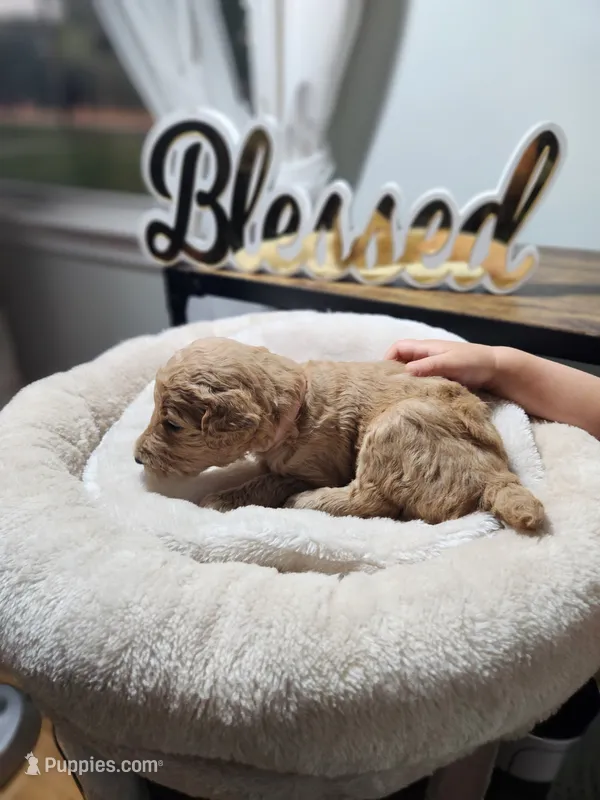 Baby – Poodle - Standard  puppy for sale in Spartanburg, SC