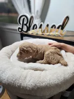 Baby, a female Poodle - Standard  for sale in Spartanburg, SC – 1 of 10