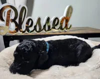 Blue, a male Poodle - Standard  for sale in Spartanburg, SC – 3 of 9