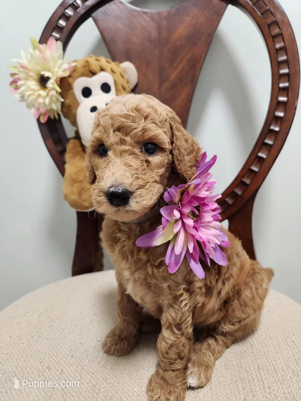 Fiona – Poodle - Standard  puppy for sale in Spartanburg, SC