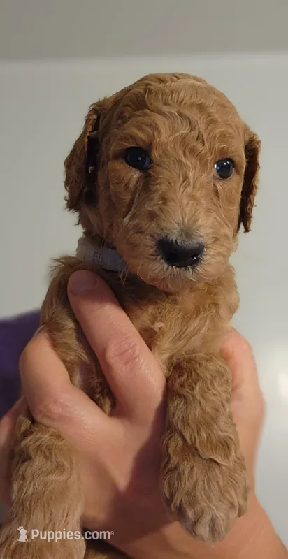 Fiona – Poodle - Standard  puppy for sale in Spartanburg, SC