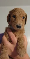 Fiona, a female Poodle - Standard  for sale in Spartanburg, SC – 1 of 7