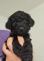 Blue, a male Poodle - Standard  for sale in Spartanburg, SC – 2 of 9