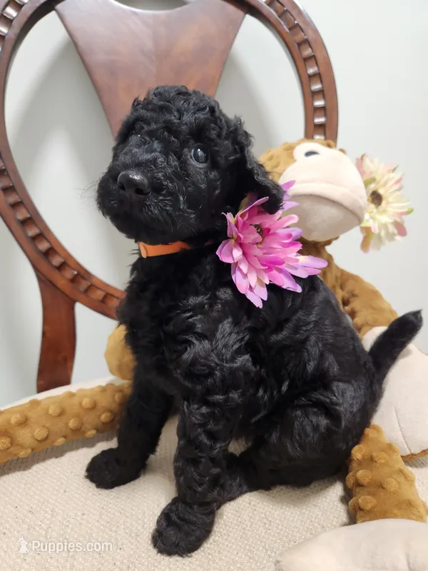 Aza – Poodle - Standard  puppy for sale in Spartanburg, SC