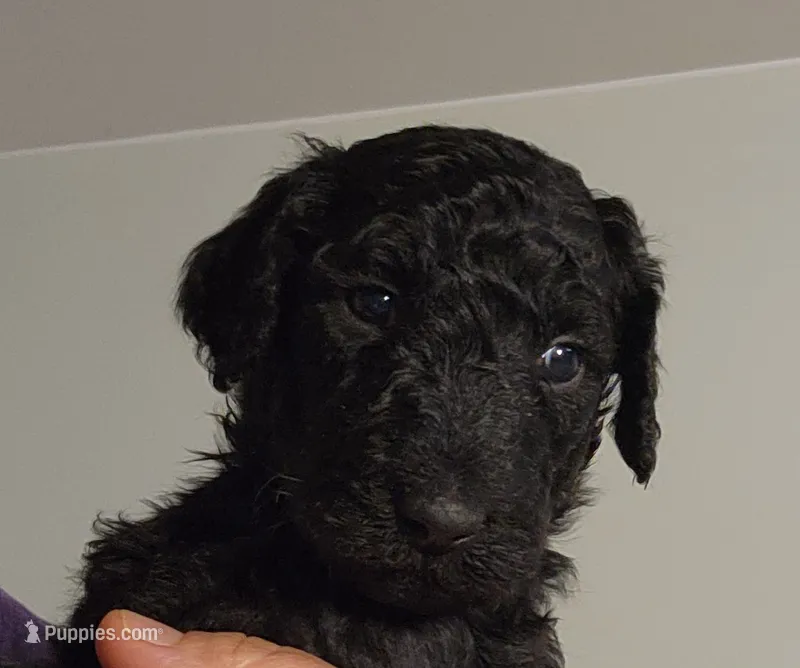 Aza – Poodle - Standard  puppy for sale in Spartanburg, SC