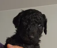 Aza, a female Poodle - Standard  for sale in Spartanburg, SC – 1 of 8