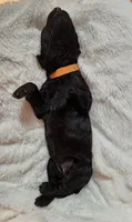 Aza, a female Poodle - Standard  for sale in Spartanburg, SC – 5 of 8