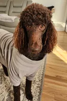 Blue, a male Poodle - Standard  for sale in Spartanburg, SC – 9 of 9
