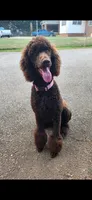 Aza, a female Poodle - Standard  for sale in Spartanburg, SC – 8 of 8