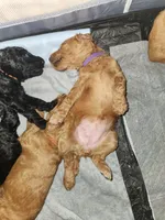 Sasha, a female Poodle - Standard  for sale in Spartanburg, SC – 7 of 7