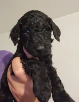 Baer, a male Poodle - Standard  for sale in Spartanburg, SC – 4 of 8