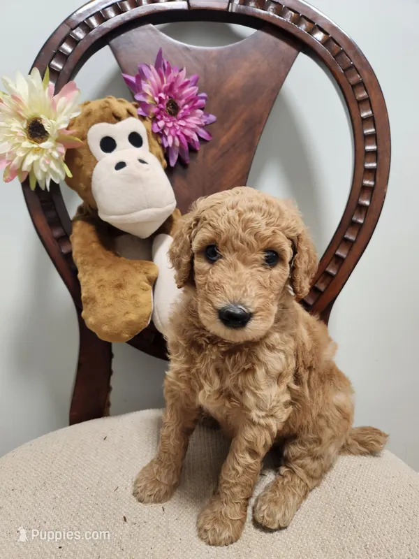 Baby – Poodle - Standard  puppy for sale in Spartanburg, SC