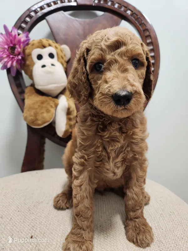 Sasha – Poodle - Standard  puppy for sale in Spartanburg, SC