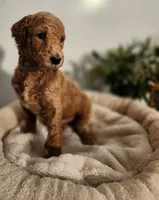 Fiona, a female Poodle - Standard  for sale in Spartanburg, SC – 5 of 7