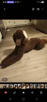 Aza, a female Poodle - Standard  for sale in Spartanburg, SC – 7 of 8